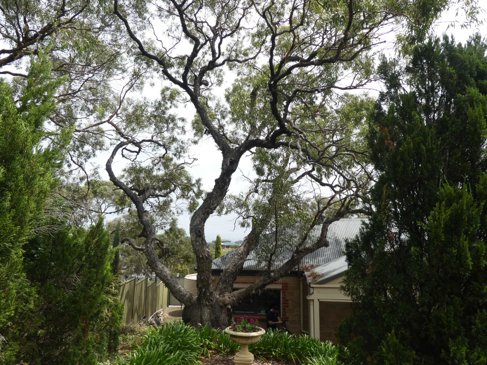 Large eucalypt beside a Greenwith dwelling during a structural investigation