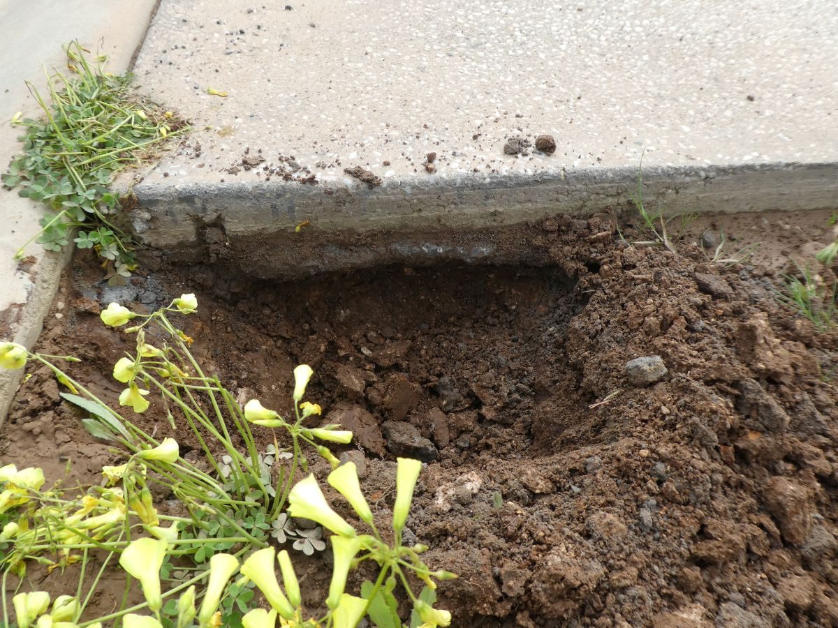Soil washed out from under a concrete slab edge at Roseworthy
